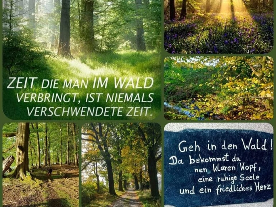 Waldcollage mit Gedanken zur Ruhe in der Natur